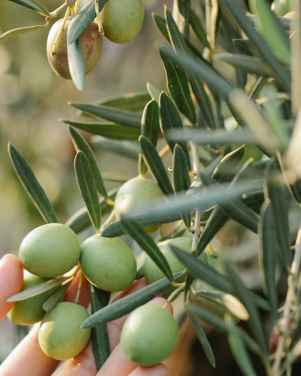 אינסטגרם קימה - BOARD (29)