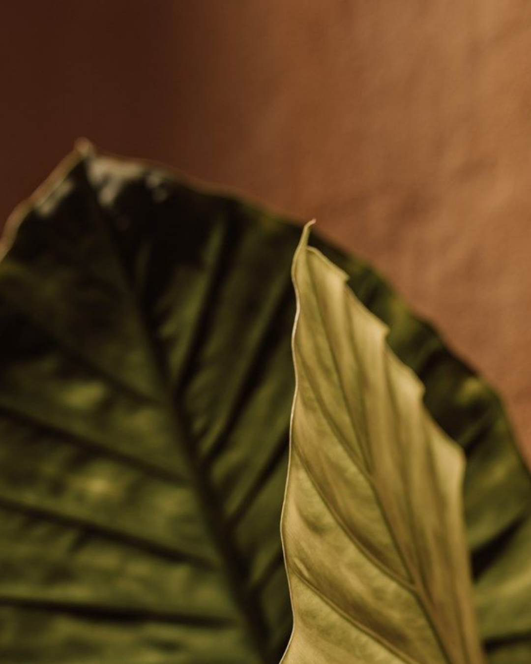 אינסטגרם קימה - BOARD - 2025-07-29T105102.755