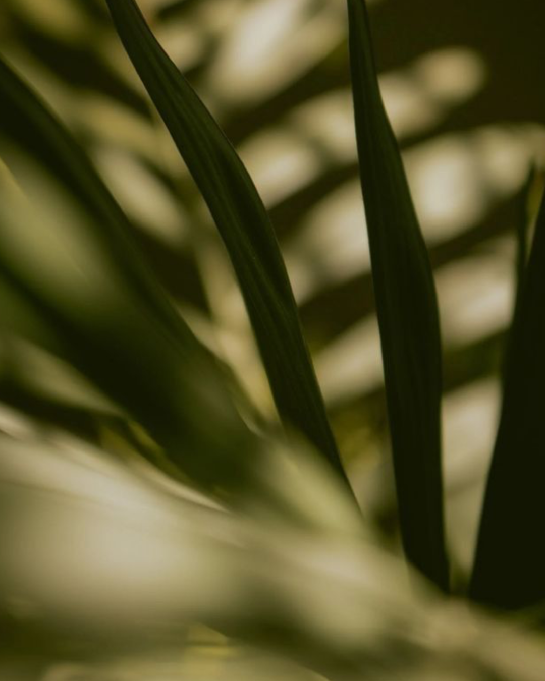 אינסטגרם קימה - BOARD - 2025-07-29T105117.048